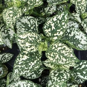 Hypoestes phyllostachya Hippo® White