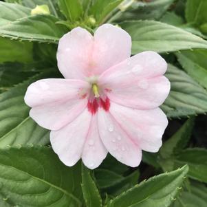 Impatiens SunPatiens® Vigorous Pink Kiss