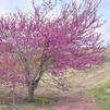 Cercis canadensis 'Pink Pom Poms'