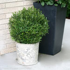 Ilex glabra Gem Box®