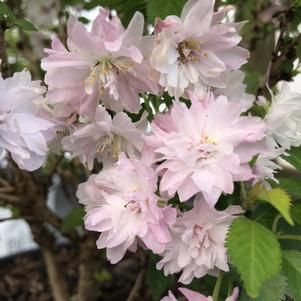 Prunus incisa Proven Winners® Color Choice® Zuzu™
