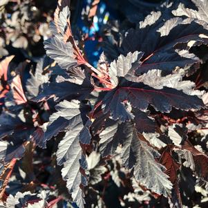 Physocarpus opulifolious Bloomin' Easy® Panther®
