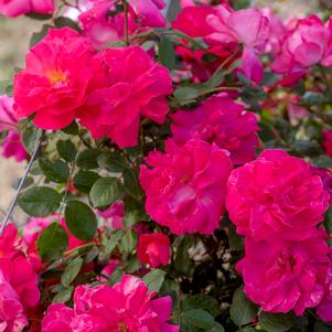Rose Climber Highwire Flyer™