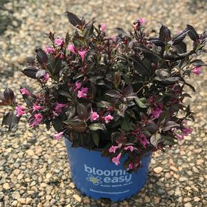 Weigela x Stunner®