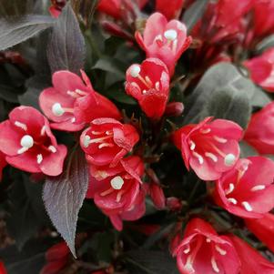 Weigela x Electric Love&reg;