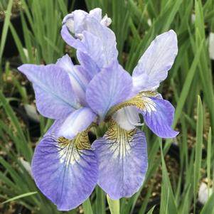 Iris siberica 'Perry's Blue'