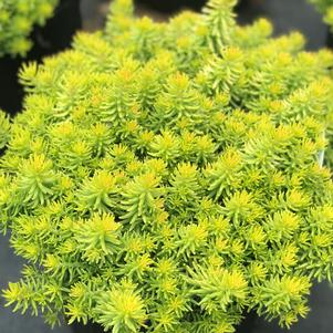 Sedum SunSparkler® 'Angelina's Teacup'