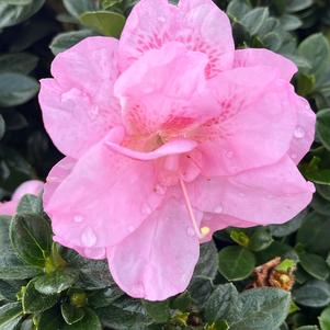 Azalea NCRX3 Pefecto Mundo® Double Pink