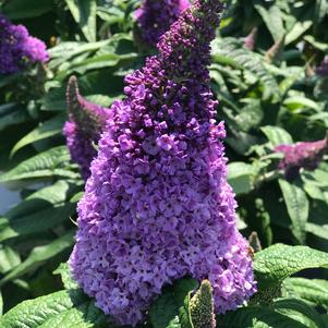 Buddleia x Pugster® Amethyst