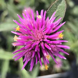 Gomphrena pulchella Trufful™ Pink