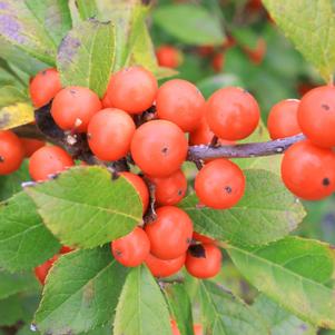 Ilex verticillata Little Goblin&reg Orange