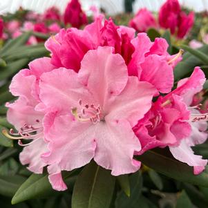 Rhododendron x Dandy Man Color Wheel®