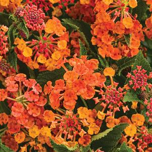 Lantana camara Luscious® Marmalade Lantana