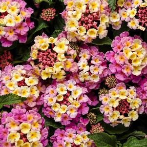 Lantana camara Luscious® Pinkberry Blend™ Lantana