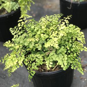 Adiantum venustum 