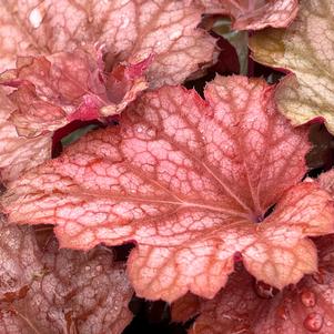 Heuchera 'Carnival Watermelon'