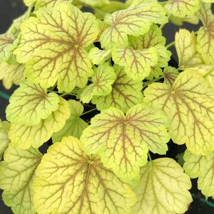 Heuchera 'Happy Moon'