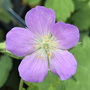 Geranium maculatum 