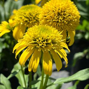 Echinacea Sunny Days™ Lemon