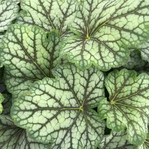 Heuchera 'Green Spice'