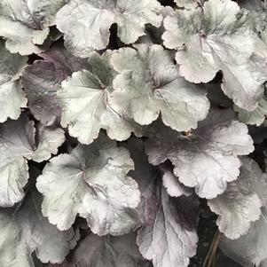 Heuchera Northern Exposure™ Black