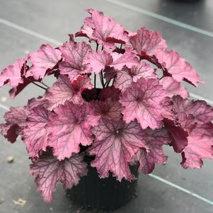 Heuchera Northern Exposure™ Purple
