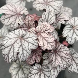 Heuchera 'Timeless Treasure'