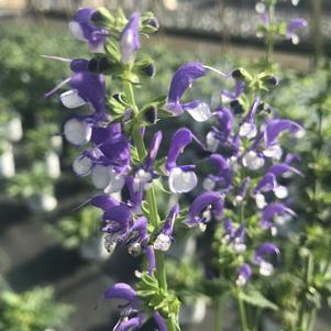 Salvia Color Spires® 'Azure Snow'