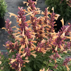 Agastache 'Peachie Keen'