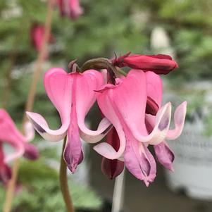 Dicentra 'Pink Diamonds'