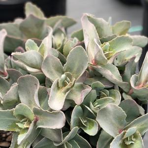 Sedum 'Spellbound'