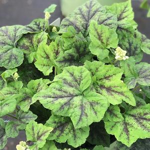 Tiarella cordifolia 'Running Tapestry'