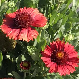 Gaillardia SpinTop™ Red