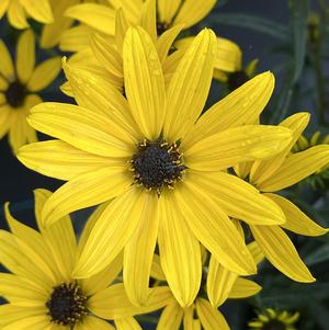 Helianthus salicifolius 'Autumn Gold'