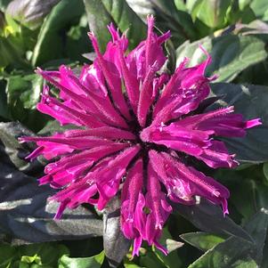 Monarda 'Rockin' Raspberry'