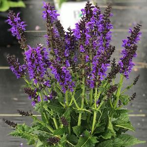 Salvia COLOR SPIRES® 'Indiglo Girl'