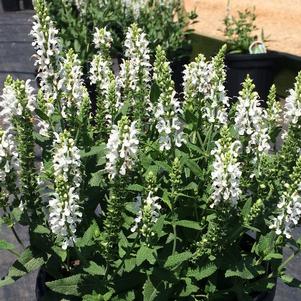 Salvia nemerosa 'Lyrical White'