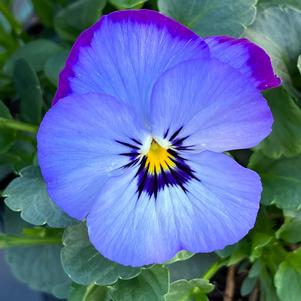 Viola ColorMax Icy Blue