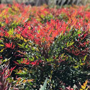 Nandina domestica 'Seika' Obsession™