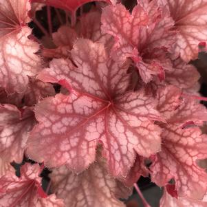 Heuchera Ruby Tuesday PPAF