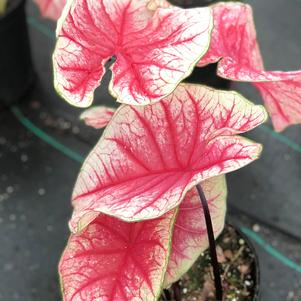 Caladium Rhapsody