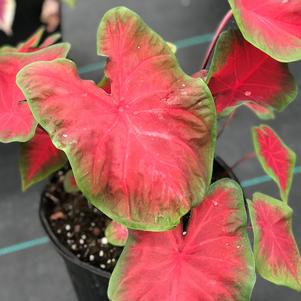 Caladium Freida Hemple