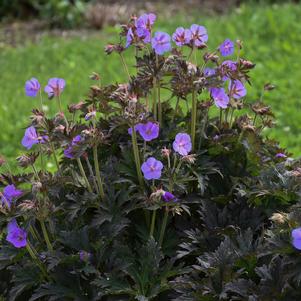 Geranium Boom Chocolatta