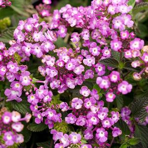 Lantana Luscious® Grape PP19357
