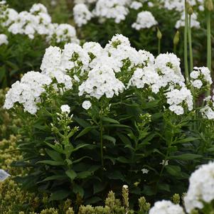 Phlox paniculata Luminary™ 'Backlight'