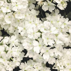 Verbena hybrid Superbena® Whiteout™ PP30897