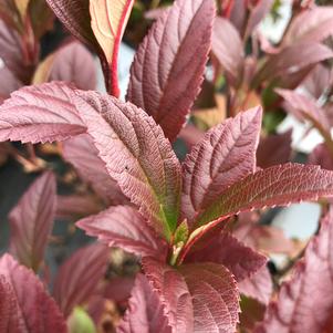 Viburnum Sweet Talker®