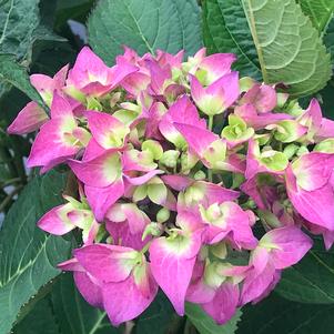 Hydrangea x Let's Dance ¡Arriba!®