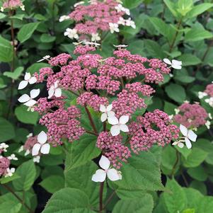 Hydrangea arborescens subsp. radiata Invincibelle Lace®