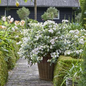 Hydrangea x Fairytrail Bride®